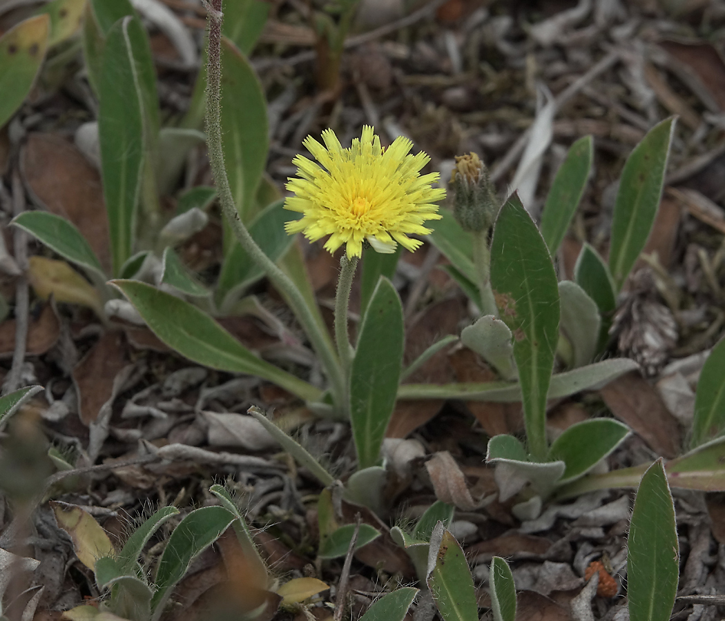 Изображение особи Pilosella officinarum.