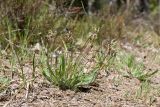 Plantago lanceolata