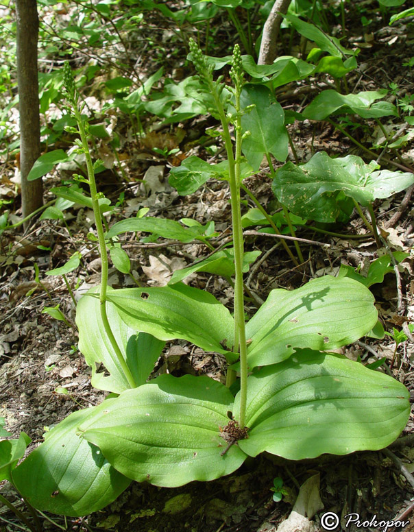 Изображение особи Listera ovata.