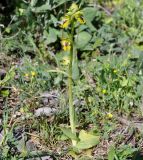 Ophrys подвид galilaea