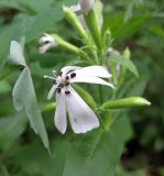 Saponaria officinalis