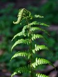 Dryopteris filix-mas