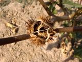 Datura stramonium разновидность tatula. Раскрывшийся плод-коробочка с семенами. Украина, г. Запорожье, балка Партизанская, возле Малого озера. 23.09.2020.