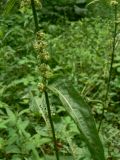 Rumex acetosa