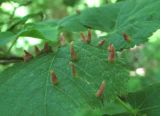 Tilia begoniifolia