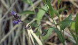 Polygala sibirica