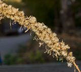 Ligularia przewalskii