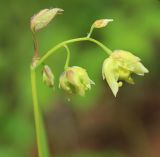 Epimedium koreanum. Соцветие. Приморский край, Хасанский р-н, окр. с. Кравцовка, бассейн р. Грязная, в дубовом лесу. 16.05.2022.