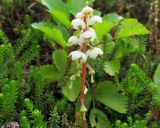 genus Pyrola