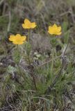 Anemonastrum speciosum