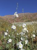 Alcea nudiflora