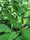 Lonicera chrysantha