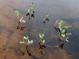 Menyanthes trifoliata