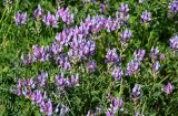 Astragalus onobrychis