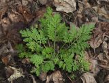 Artemisia annua. Молодое растение. Красноярский край, г. Дивногорск, у дороги. 25.08.2023.