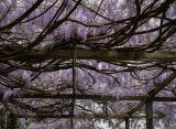 Wisteria sinensis. Крона цветущего дерева. Абхазия, Гагрский р-н, с. Лдзаа, озеленение. 13.04.2024.