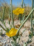 Glaucium flavum. Верхняя часть побега с цветками и плодами. Крым, Керченский пролив, о-в Тузла, приморские пески. 09.08.2011.