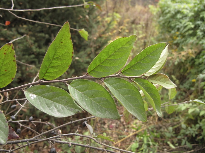 Image of Cotoneaster melanocarpus specimen.