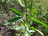 Cirsium setosum. Средняя часть побега. Свердловская обл., окр. г. Североуральск, полянка в сосново-еловом лесу близ известнякового карьера. 01.07.2011.