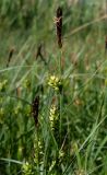 Carex melanostachya