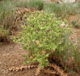 Cousinia polycephala. Цветущее растение. Туркменистан, хр. Кугитанг. Июнь 2012 г.
