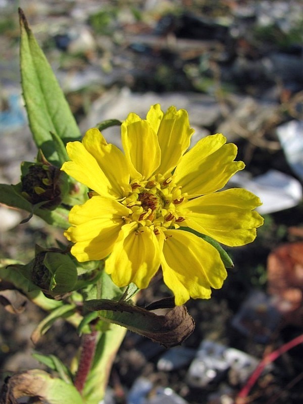 Изображение особи Guizotia abyssinica.