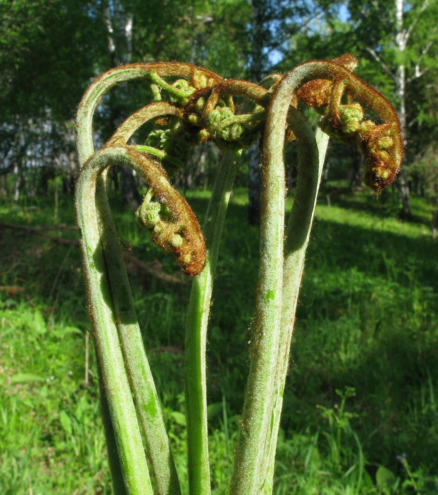 Изображение особи Pteridium pinetorum ssp. sibiricum.