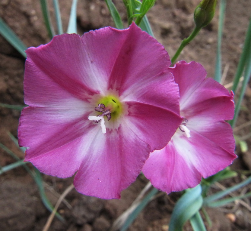 Изображение особи Convolvulus chinensis.