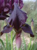 Iris atropurpurea