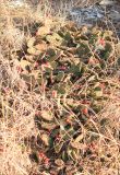 Opuntia humifusa