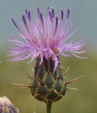 Centaurea graeca