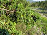 Juniperus deltoides. Ветвь с незрелыми шишкоягодами. Краснодарский край, Новороссийский р-н, окр. пос. Абрау-Дюрсо, можжевеловое редколесье. 10.07.2013.