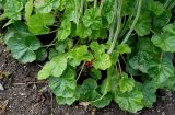 Heuchera cylindrica