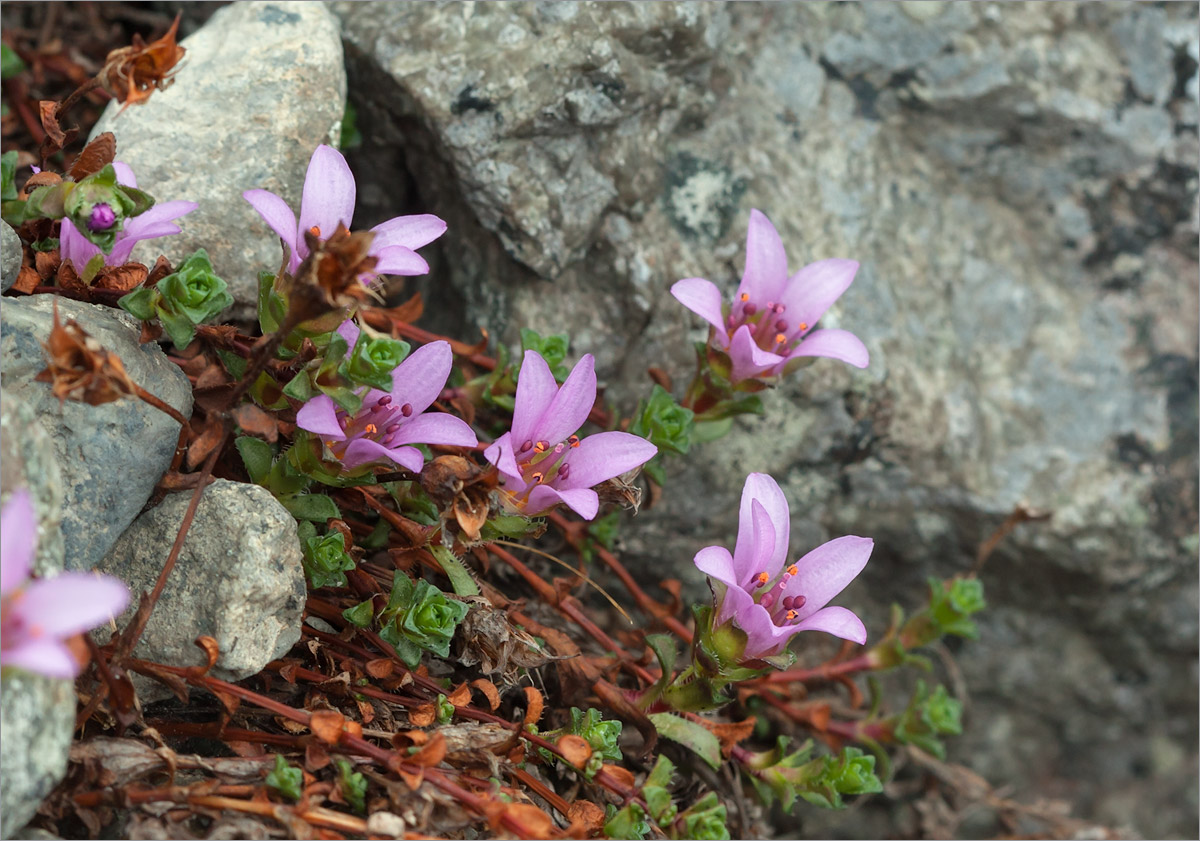 Изображение особи Saxifraga oppositifolia.