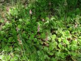 Pyrola incarnata