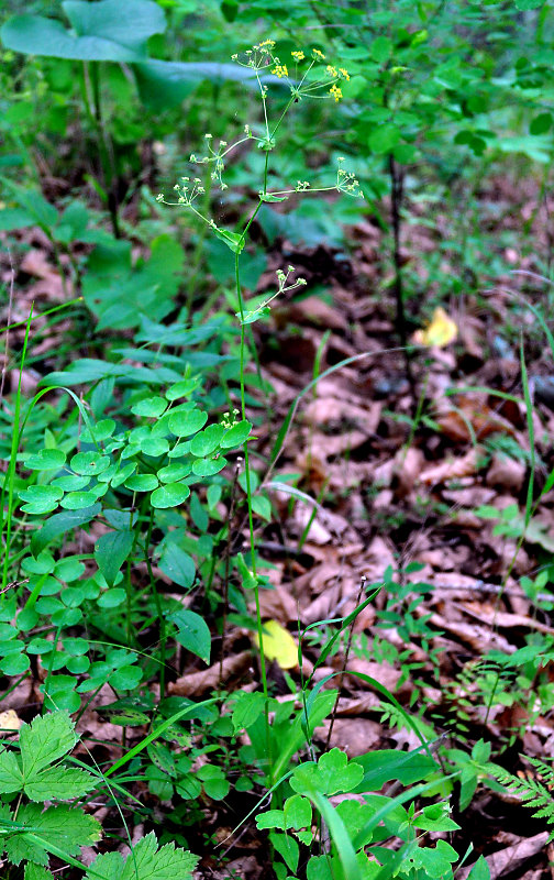 Изображение особи Bupleurum longiradiatum.