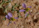 Fagonia glutinosa