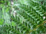 Polystichum aculeatum. Часть листа (вайи; вид сверху). Крымский природный заповедник, Бабуган-Яйла. 18.07.2009.