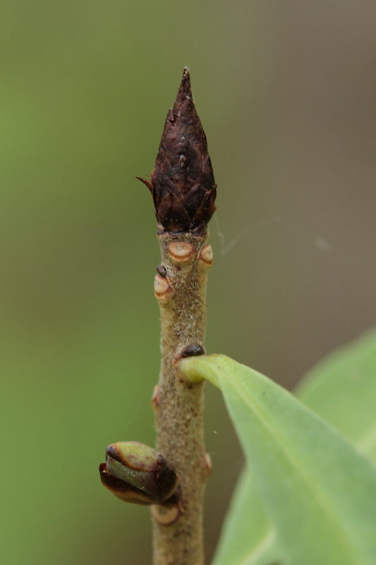 Image of Daphne mezereum specimen.