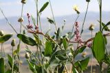 Cuscuta lehmanniana