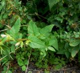 Campanula trachelium. Нижняя часть цветущего растения. Франция, Приморские Альпы, Гурдон, пешеходная дорожка в саду. 22.07.2014.