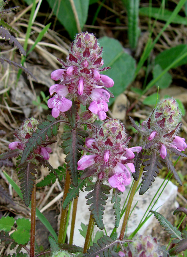 Изображение особи Pedicularis verticillata.