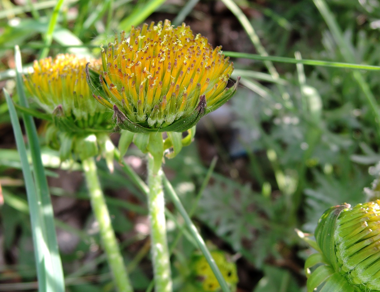 Изображение особи Taraxacum officinale.