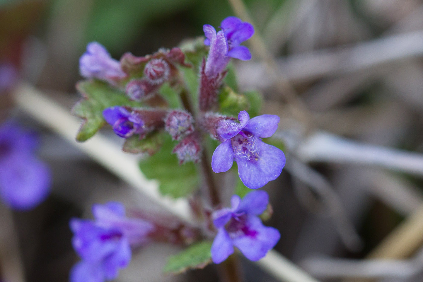 Изображение особи Glechoma hederacea.