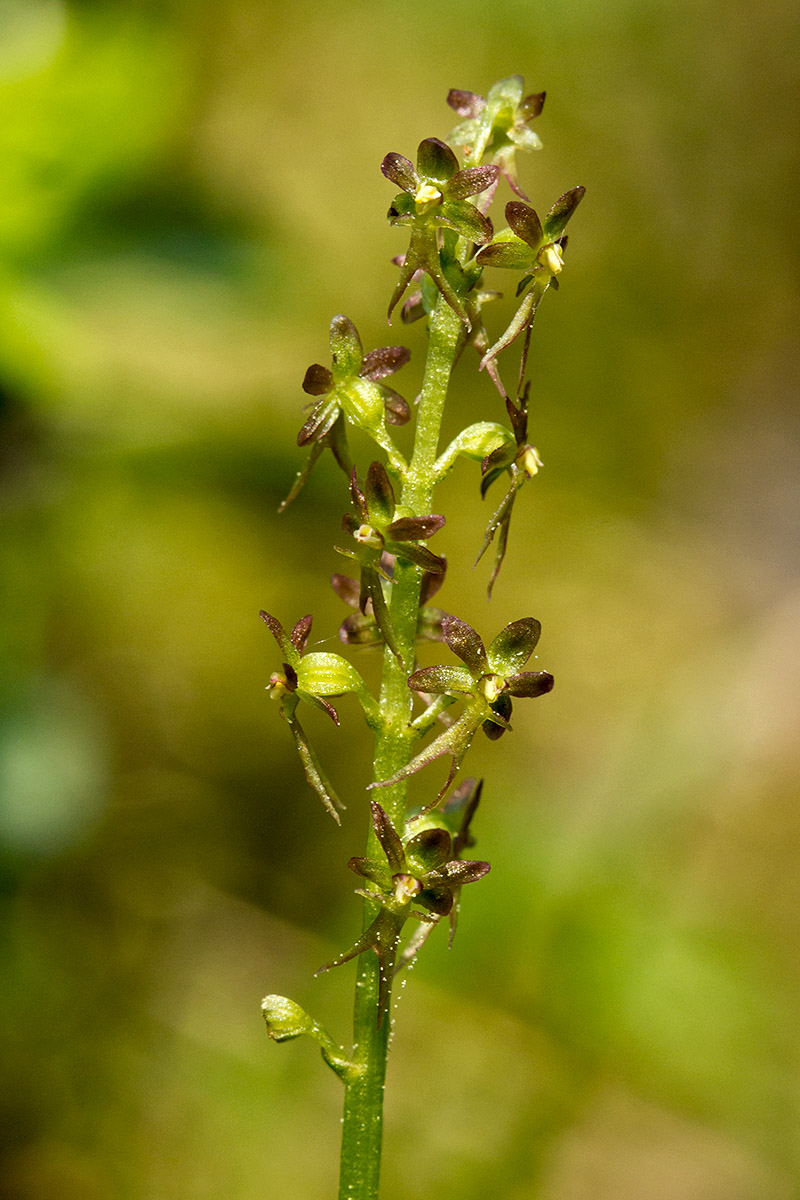 Изображение особи Listera cordata.