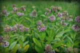 Asclepias syriaca