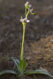 Ophrys tenthredinifera. Цветущее растение. Греция, Пелопоннес, окр. г. Пиргос, муниципальный парк. 01.04.2015.