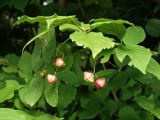 Euonymus maximowiczianus. Верхушка побега с соплодиями. Приморье, окр. г. Находка, смешанный лес. 07.09.2016.