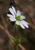 Myosoton aquaticum