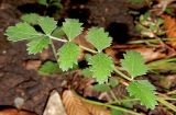 Pimpinella saxifraga